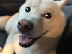 -佳雯宠物医院·皮肤科·内外科(春晓路分院)