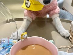 -逗柴咖啡屋·狗咖猫咖宠物桌游