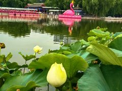 -莲花池公园