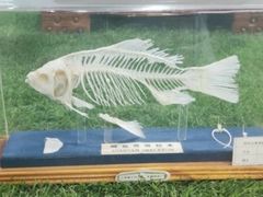 -郑州自然博物馆(惠济区)