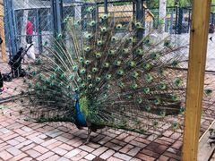 -长白岛森林公园