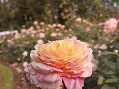 -人民公园(罗湖区)