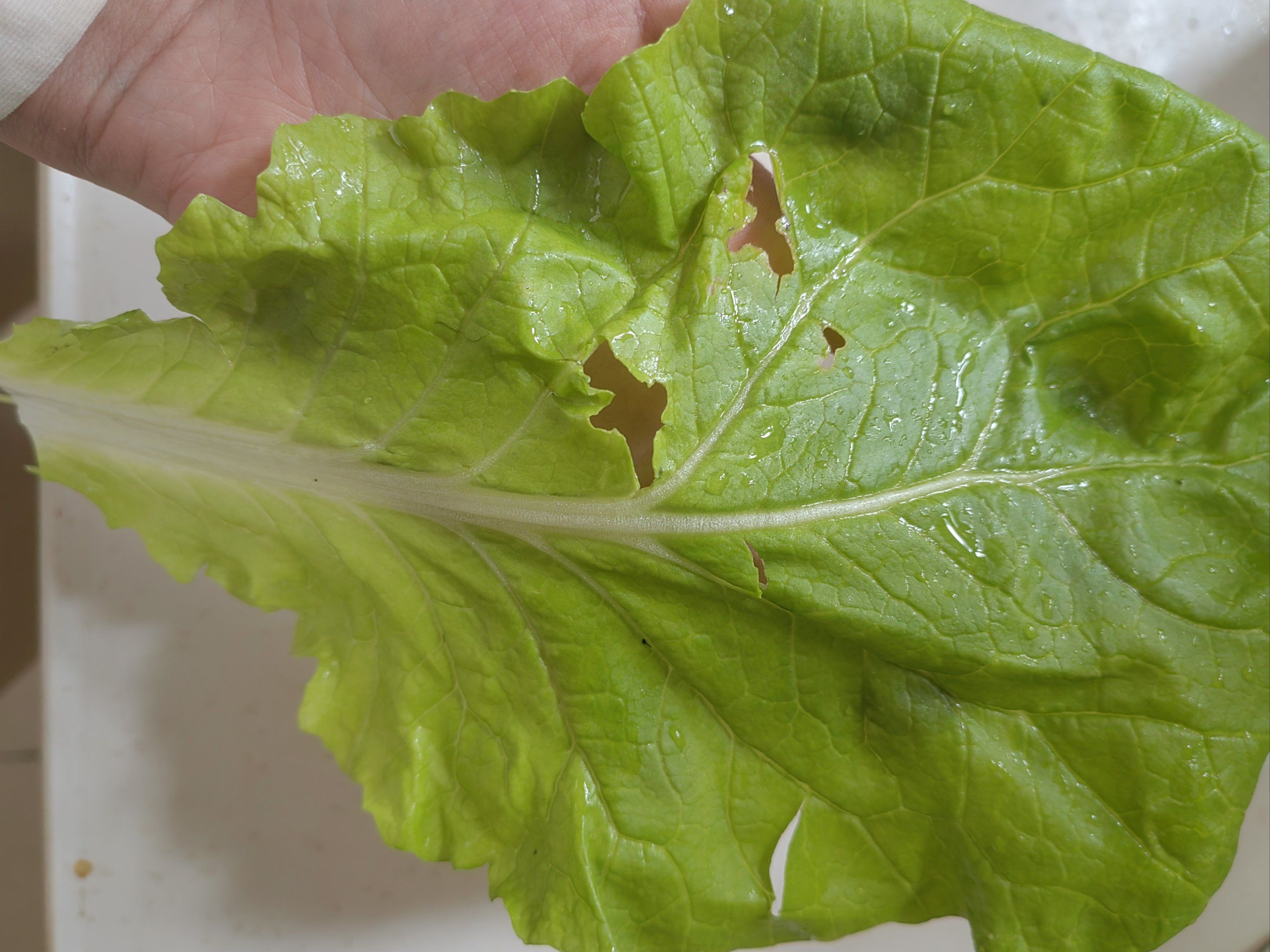 😉盒马买了杭白菜有虫子洞🐛