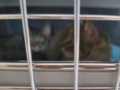 -瑞派福兴宠物医院犬猫全科·骨科·中西医结合(河东店)