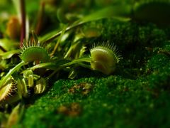 -上海辰山植物园