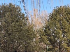 -大兴滨河森林公园