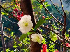 -桃花涧