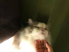 -猫猫幼稚园·撸猫·桌游·电玩