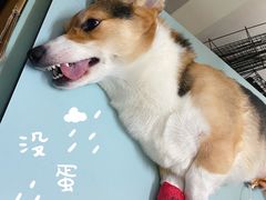 -芭比堂动物医院(广州爱宠下渡路分院)