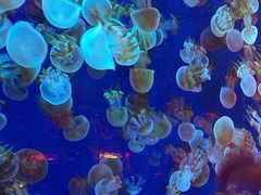 -成都浩海立方海洋公园