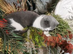 -共舞时光猫咖·狗咖(新街口店)