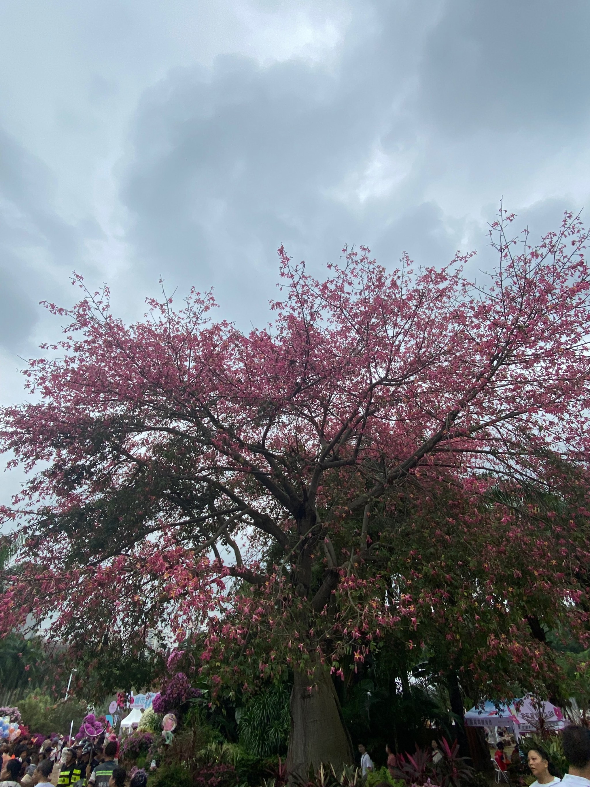 杜鹃花展图片