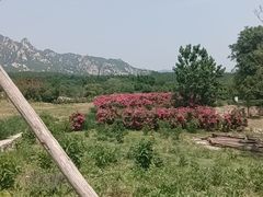 -紫云台香草园