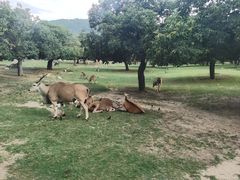 -西安秦岭野生动物园