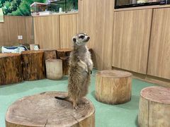 -藦茜花园宠物主题亲子互动体验馆(国顺东路店)