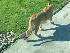 -北京野生动物园