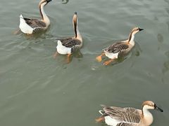 -溱湖国家湿地公园