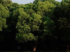 -上海吴淞炮台湾国家湿地公园