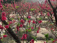 -南国桃园旅游度假区