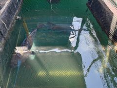 -蓝湾碧波·老字号·疍家非遗海上餐厅