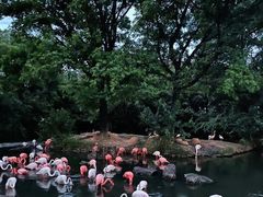 -上海野生动物园