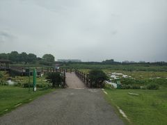 -荷塘月色湿地公园·向阳花洲