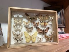 -自由生长植物工作室(深港花卉中心店)