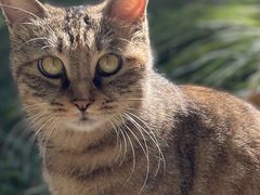 -萌兽医馆·犬猫专科·眼科中心·宠物医院(朝阳门分院)
