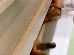 -猫小院猫主题餐厅(三里屯店)