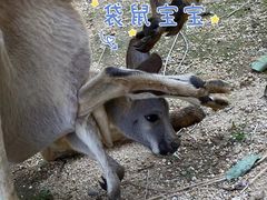 -济南野生动物世界