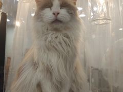 -共舞时光猫咖·狗咖(新街口店)