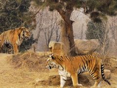 -北京野生动物园