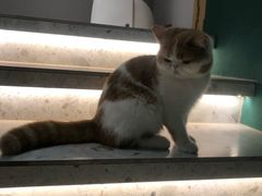 -飞行喵MR PILOT|猫舍·猫咖(静安大融城店)