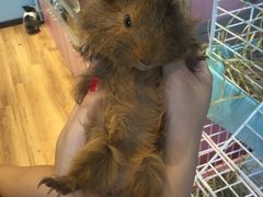 -藦茜花园宠物主题亲子互动体验馆(国顺东路店)