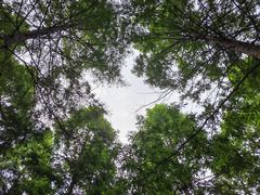 -黄海国家森林公园