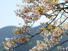 -舒家湾天主教堂