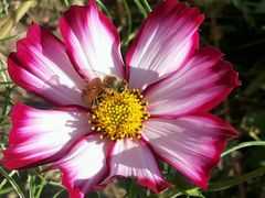 -武清南湖绿博园