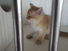 -东方名猫馆·英短金渐层布偶猫舍(环线广场1号楼店)