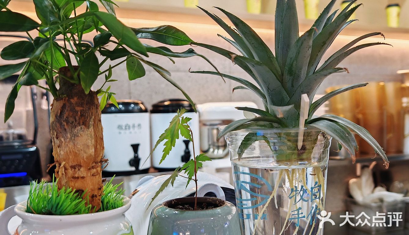 🌿一口喝到春天!牧白手作抹茶鲜奶茶