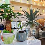 🌿一口喝到春天!牧白手作抹茶鲜奶茶