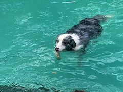 -宠乐会宠物乐园