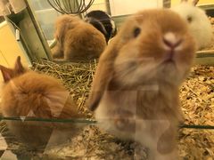 -龙猫仔乐园(惠福东路店)