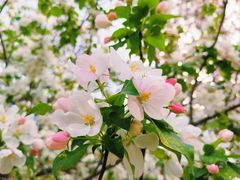 -海棠花溪(元大都城垣遗址公园)