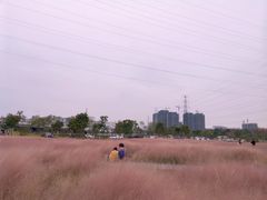 -王借岗森林公园