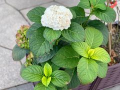 景观位-龙猫意杯花园餐厅(芙蓉湖店)