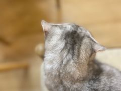 -猫咪派对(江南西店)