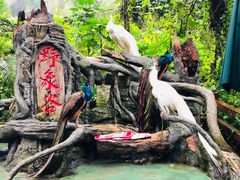 -野象谷景区