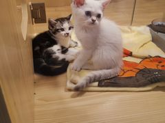 -屋虎猫馆(宝安大仟里店)