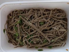 香椿苗拌黑豆皮-紫光园(劲松店)