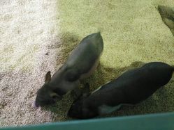 -酷嗒动物文化乐园(cutezoo西溪乐天城店)